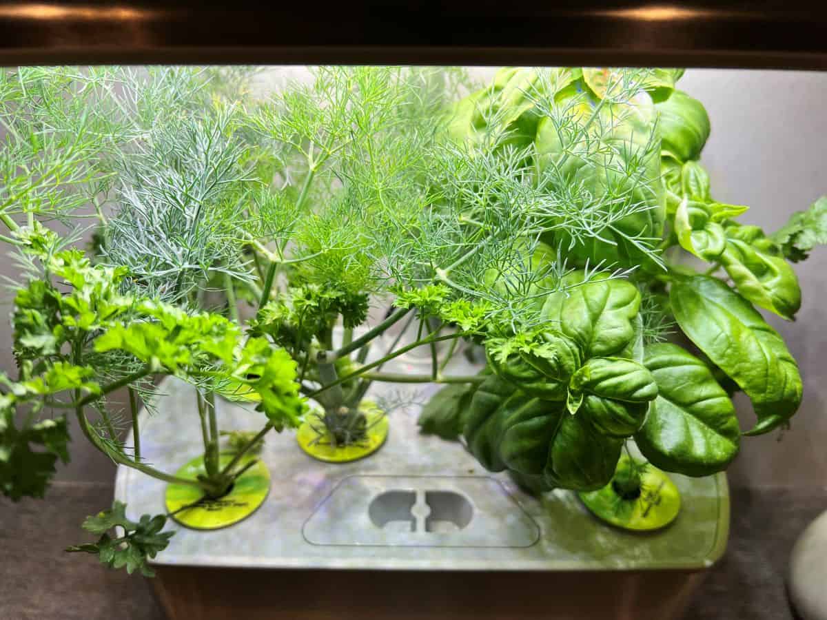 Fresh herbs grown from my Aero Garden